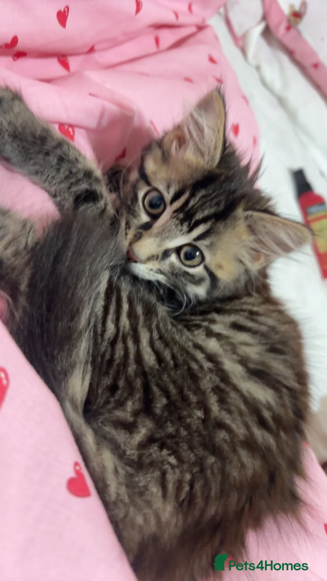 Mixed Breed cats for sale: kitten for sale  in Hemel Hempstead - Advert 2