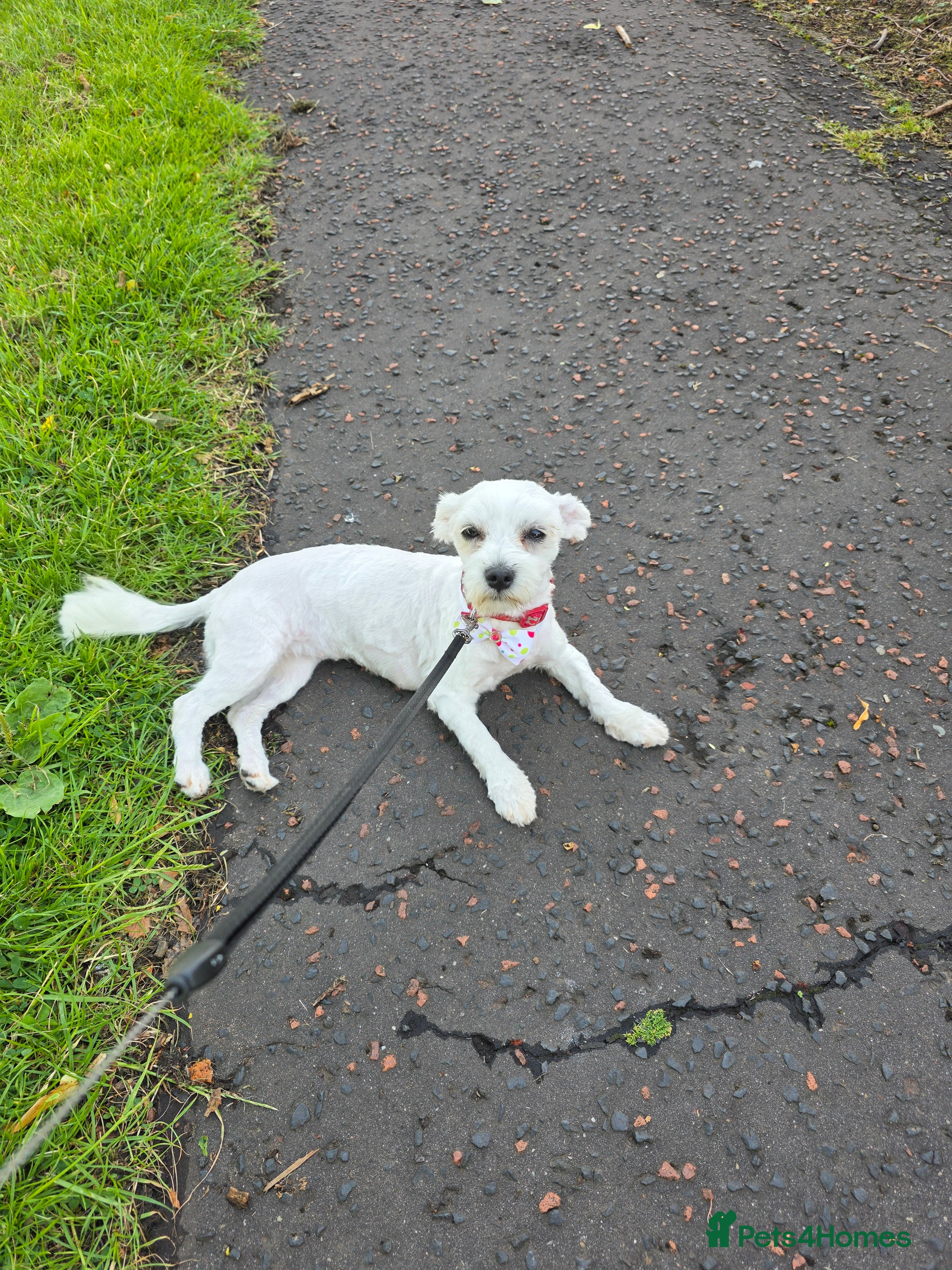 Bichon Frise dogs Bichon puppies  in Ballymena - Advert 16