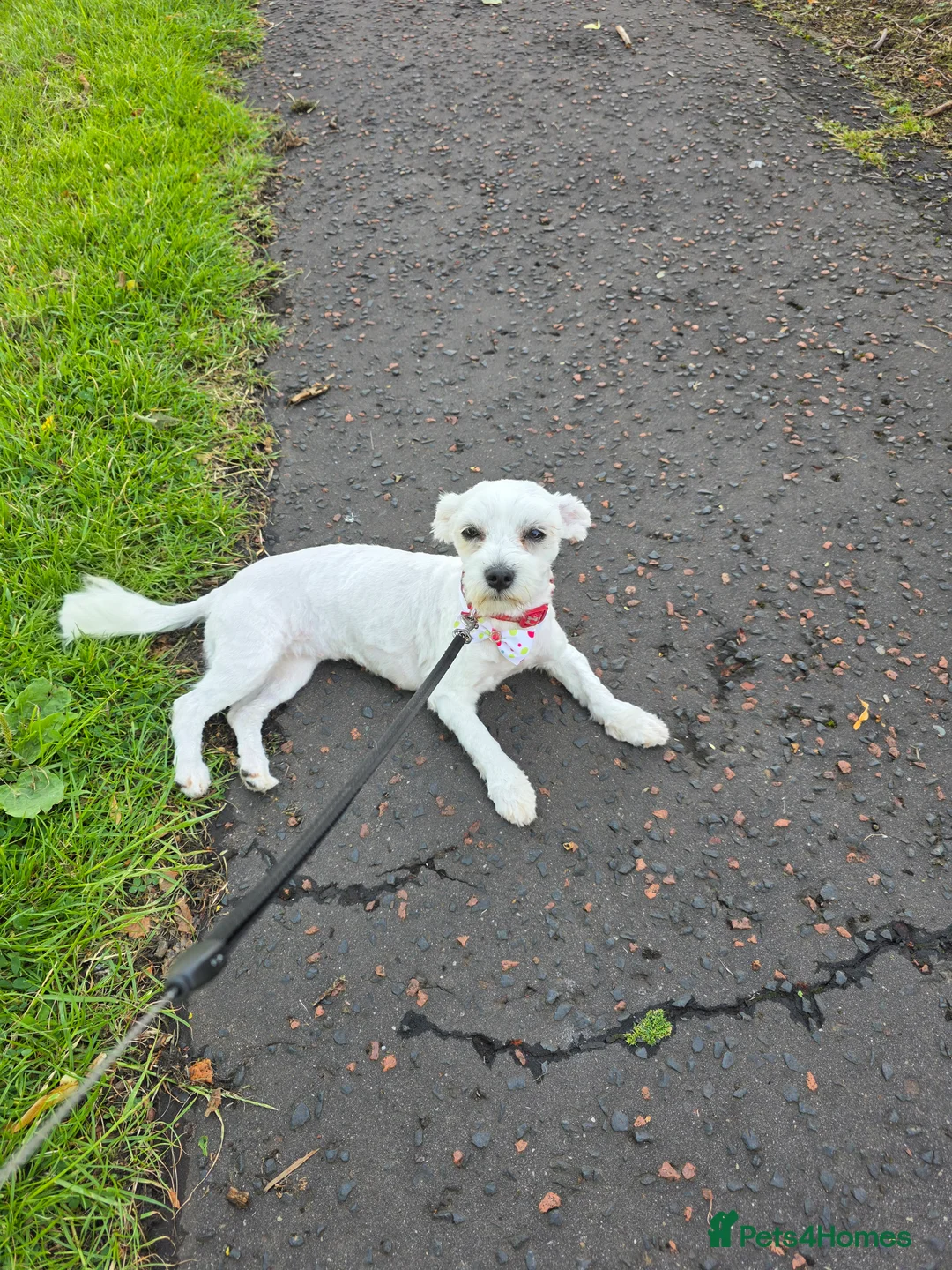 Bichon Frise dogs for sale: Bichon puppies  in Ballymena - Advert 1