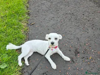 Bichon Frise dogs Bichon puppies in Ballymena - Advert 16