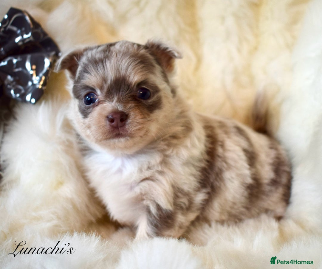Chihuahua dogs for sale: Stunning long coat chihuahua puppies - Image 19