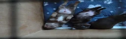 Chihuahua dogs for sale: Short Haired Chihuahua Apple Head KC Reg Puppies - Advert 3