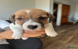 Jack Russell dogs for sale: Jack Russell Puppies  - Image 3