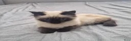 Ragdoll cats for sale: Stunning Male Ragdoll x Persian Kitten  - Advert 3