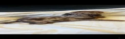 Miniature Dachshund dogs for sale: Dachshund puppies  - Advert 9