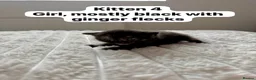 Mixed Breed cats for sale:  9 gorgeous kittens.  - Advert 9