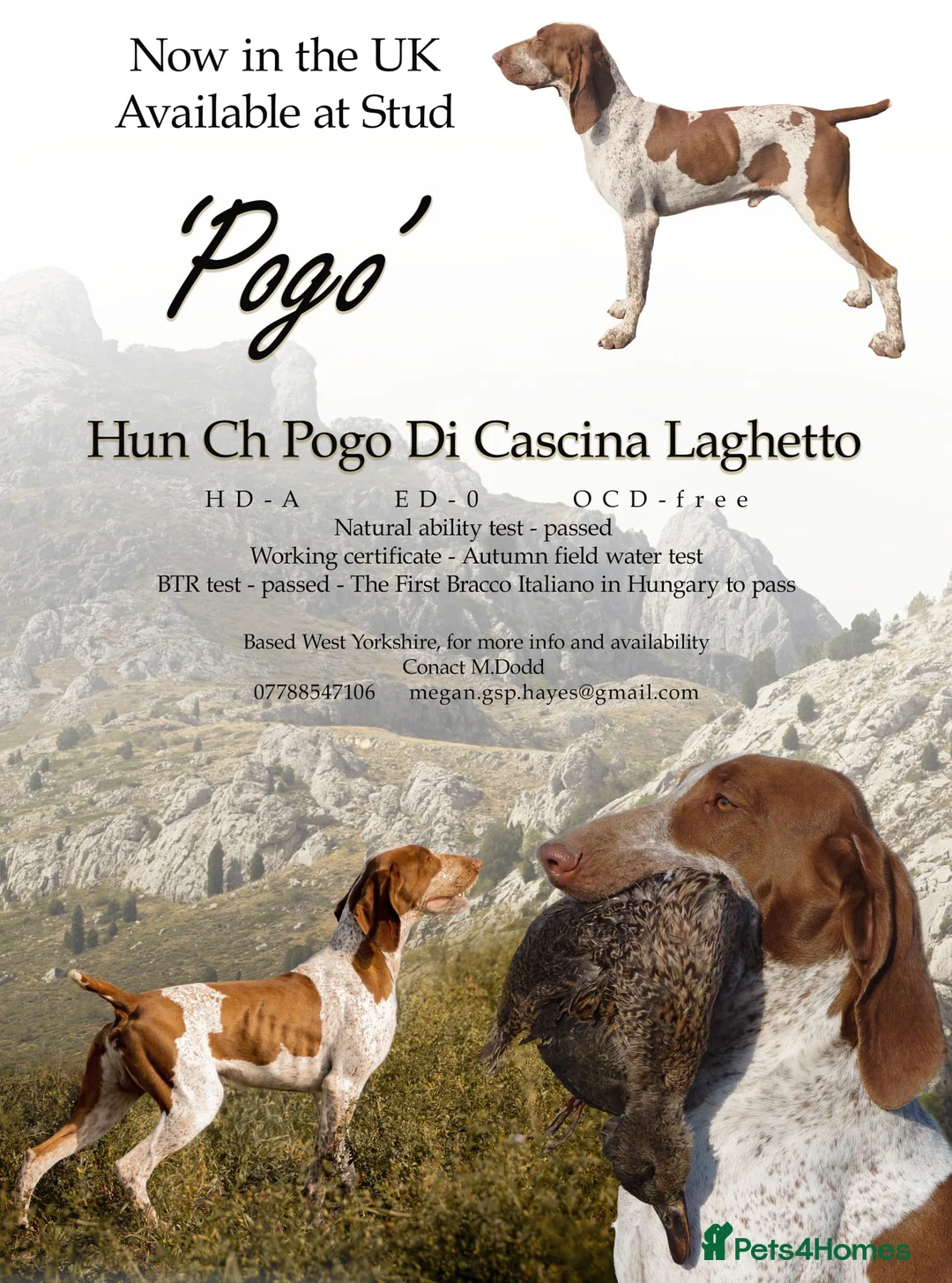Bracco Italiano dogs for stud: Stunning Hun Ch Bracco Italiano at Stud - Advert 3