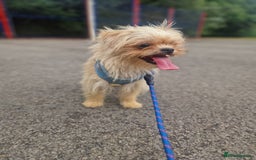 Mixed Breed dogs for sale: Beautiful boys  - Image 9