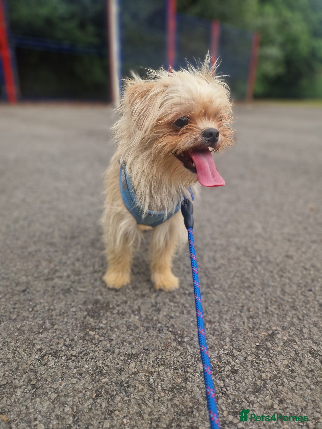 Mixed Breed dogs for sale: Beautiful boys  - Image 9