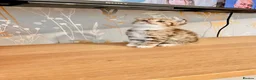 Scottish Fold cats for sale: 🥰Purebred Scottish folds looking for parents🐾 - Advert 4