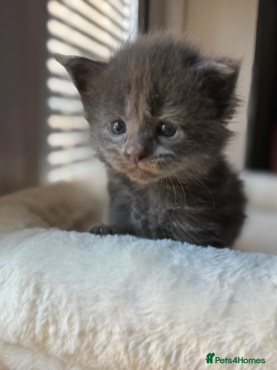 Maine Coon cats for sale: TICA Reg Mainecoon Blue & Black Smoke & Tabby  - Advert 2