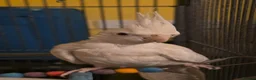 Cockatiels birds for sale: Albino Cockatiel–14 Weeks–Breeder Bred - Wetherby in Wetherby - Advert 10