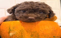 Toy Poodle dogs for sale: Tiny Asian/tiny Toy poodles🧸🤎 - Advert 3