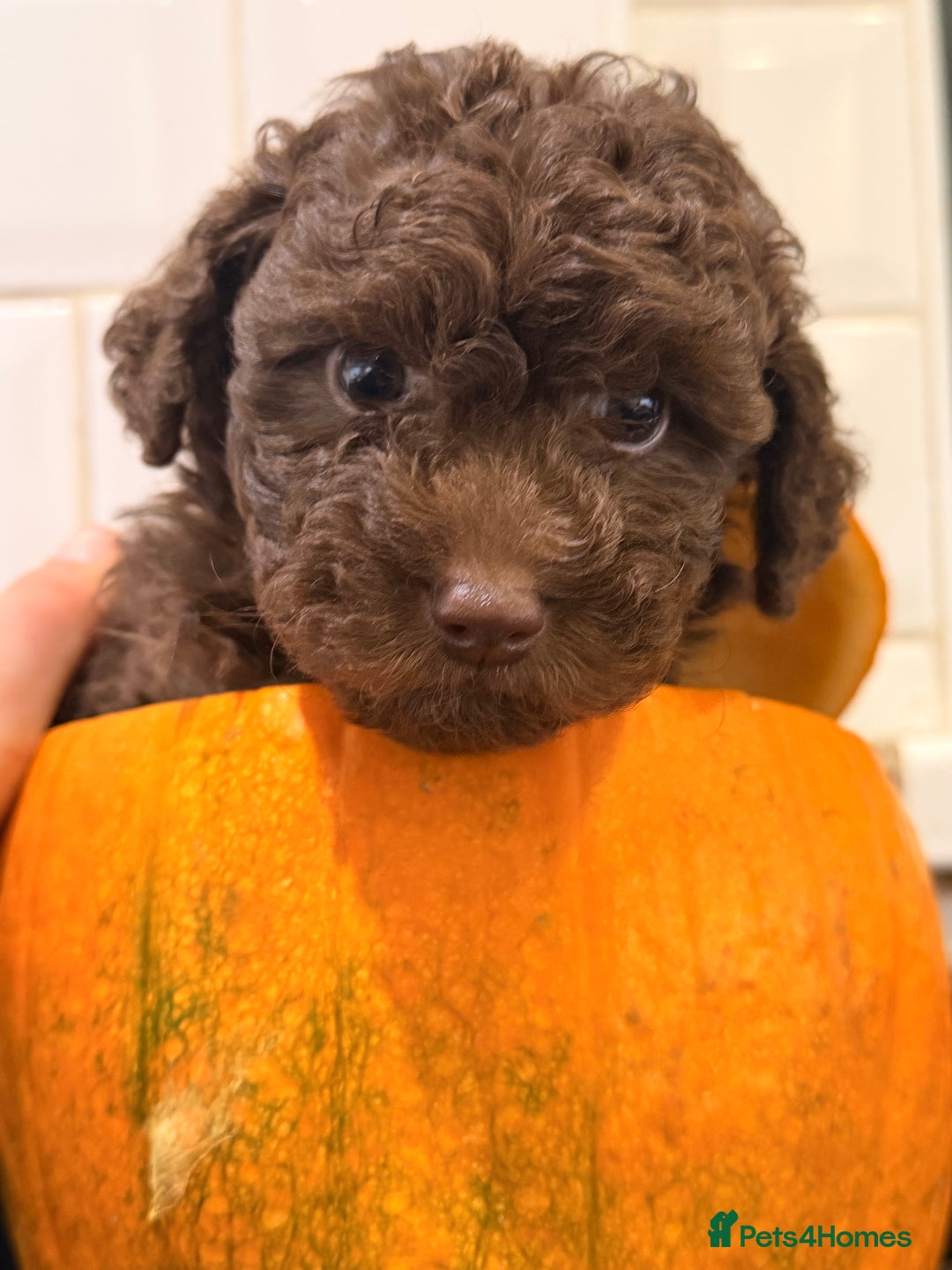 Toy Poodle dogs for sale: Tiny Asian/tiny Toy poodles🧸🤎 - Advert 3