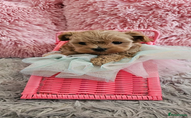 Maltipoo dogs - Advert 2