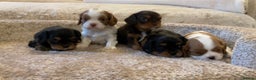 Cavalier King Charles Spaniel dogs for sale: Chocolate Kc reg cavalier King Charles - Advert 17