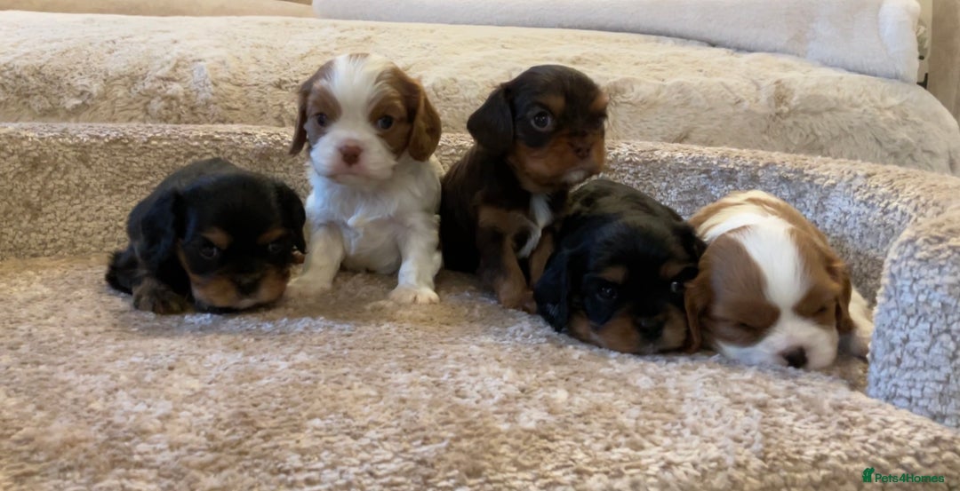 Cavalier King Charles Spaniel dogs for sale: Chocolate Kc reg cavalier King Charles - Advert 17