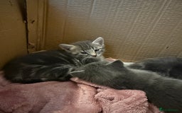 Mixed Breed cats for sale: Gorgeous kittens ready soon - 2 boys, 2 girls - Image 4