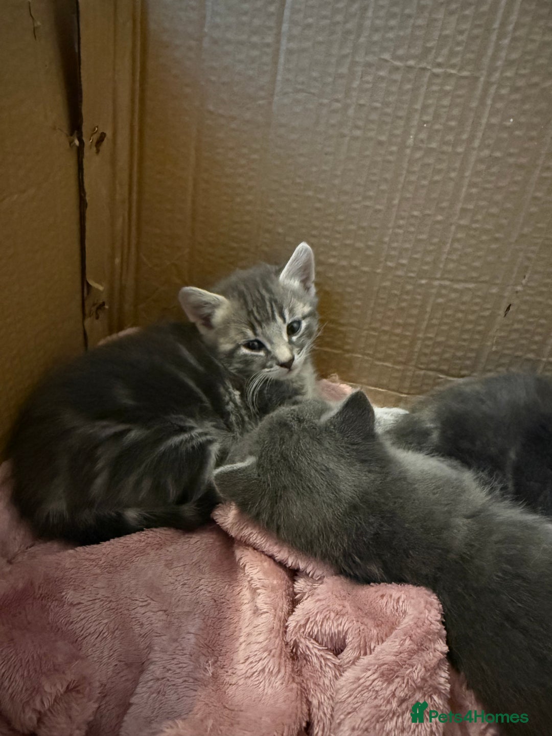Mixed Breed cats for sale: Gorgeous kittens ready soon - 2 boys, 2 girls - Image 4