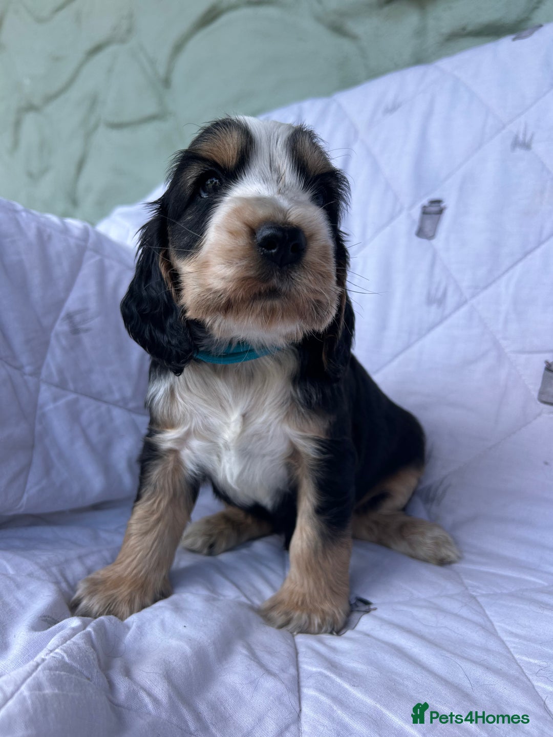 Cocker Spaniel dogs for sale: KC show type cocker spaniel  - READY NOW - Image 14
