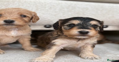 Labradoodle dogs Unique Stunning miniature doodles - Advert 3