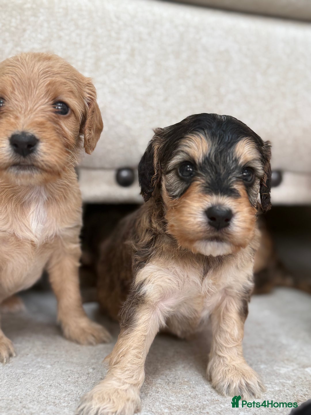 Labradoodle dogs for sale: Unique Stunning miniature doodles - Advert 17