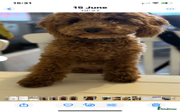 Cavapoochon dogs for sale: 6 Gorgeous Cavapoochon Puppies  - Image 9