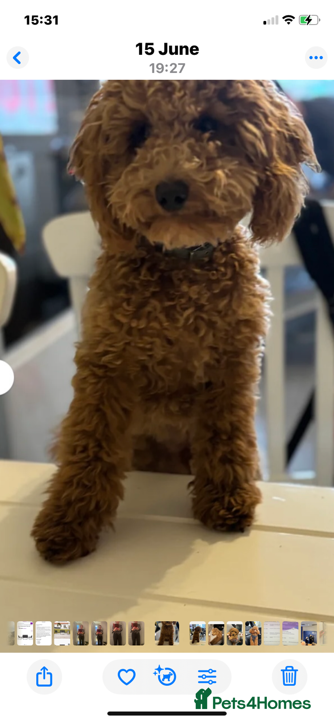 Cavapoochon dogs for sale: 6 Gorgeous Cavapoochon Puppies  - Image 9