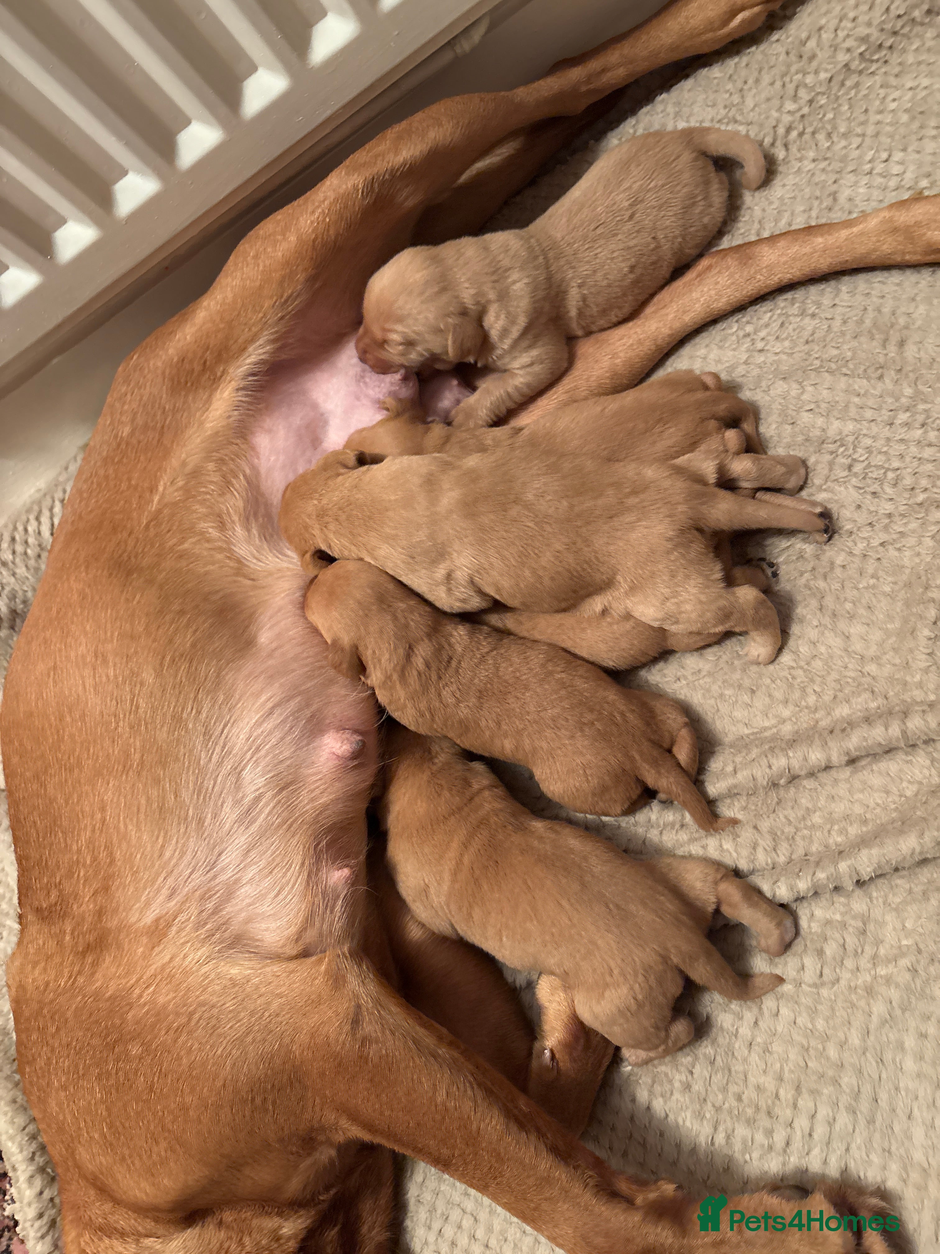 Labrador Retriever dogs Stunning kc fox red Labrador puppies  - Advert 6