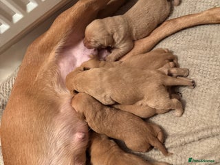 Labrador Retriever dogs Stunning kc fox red Labrador puppies - Advert 1