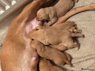 Labrador Retriever dogs Kc fox red Labrador puppies 4 boys ready to go - Advert 6