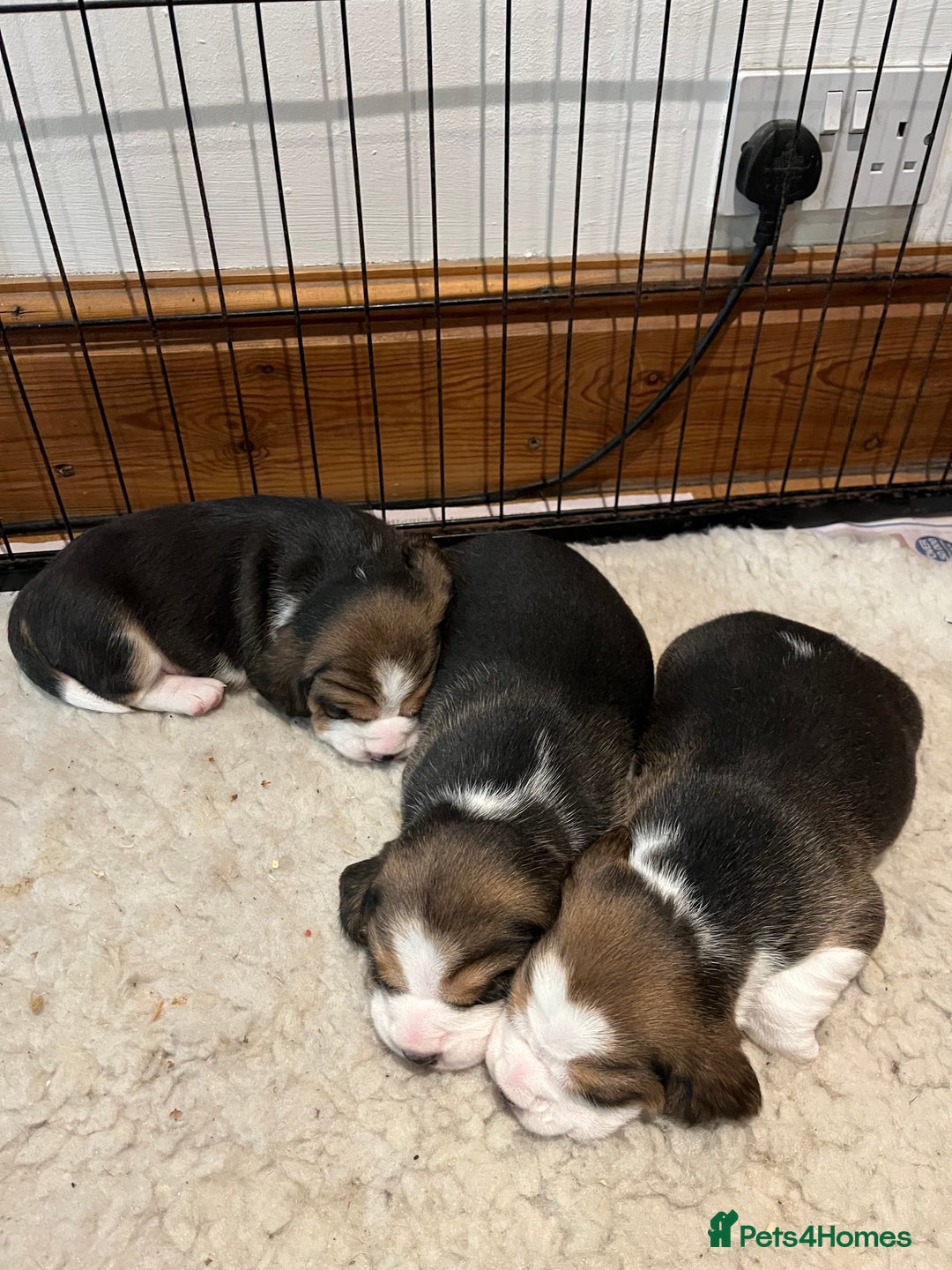 Beagle dogs for sale: Champion Bred Puppies (KC Reg) - Advert 4