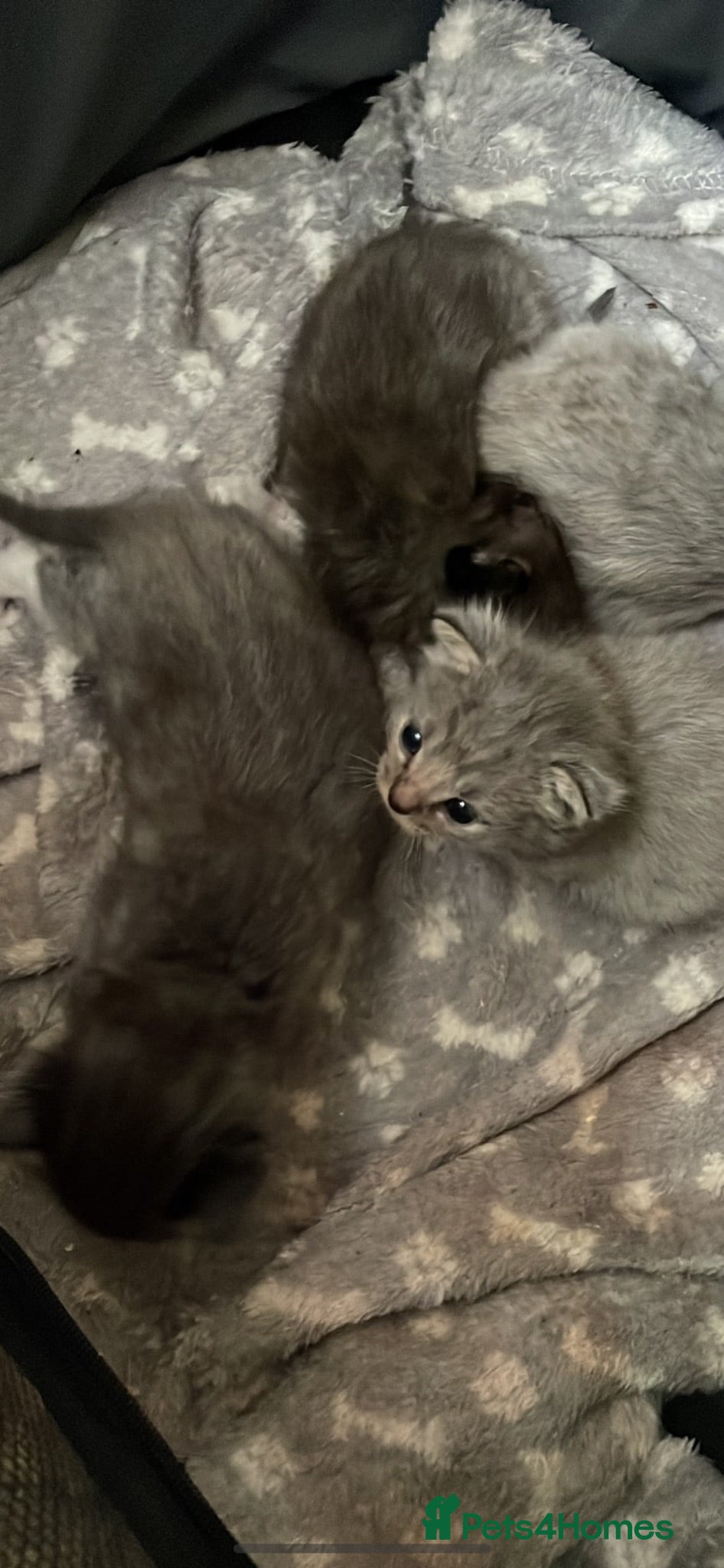 Ragdoll cats RAGDOLL MIX KITTENS X3 ready now  - Advert 2