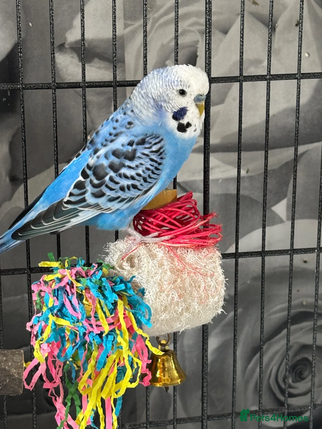 Budgerigars birds for sale: 2 male budgies for sale  - Advert 2