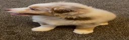 Miniature American Shepherd dogs for sale: 1 x Red Merle Mini American Shepherd Puppy - Boy - Advert 14