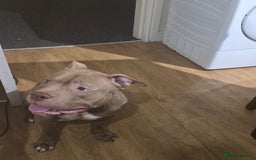 American Bully dogs for stud: Tan and white Boy American bully  - Image 4