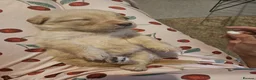 Labrador Retriever dogs for sale: Beautiful Labrador Retriever Puppies  - Advert 20