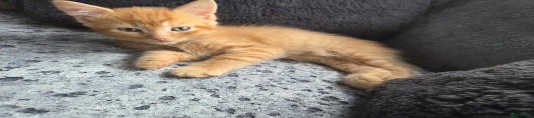 Mixed Breed Kitten 3