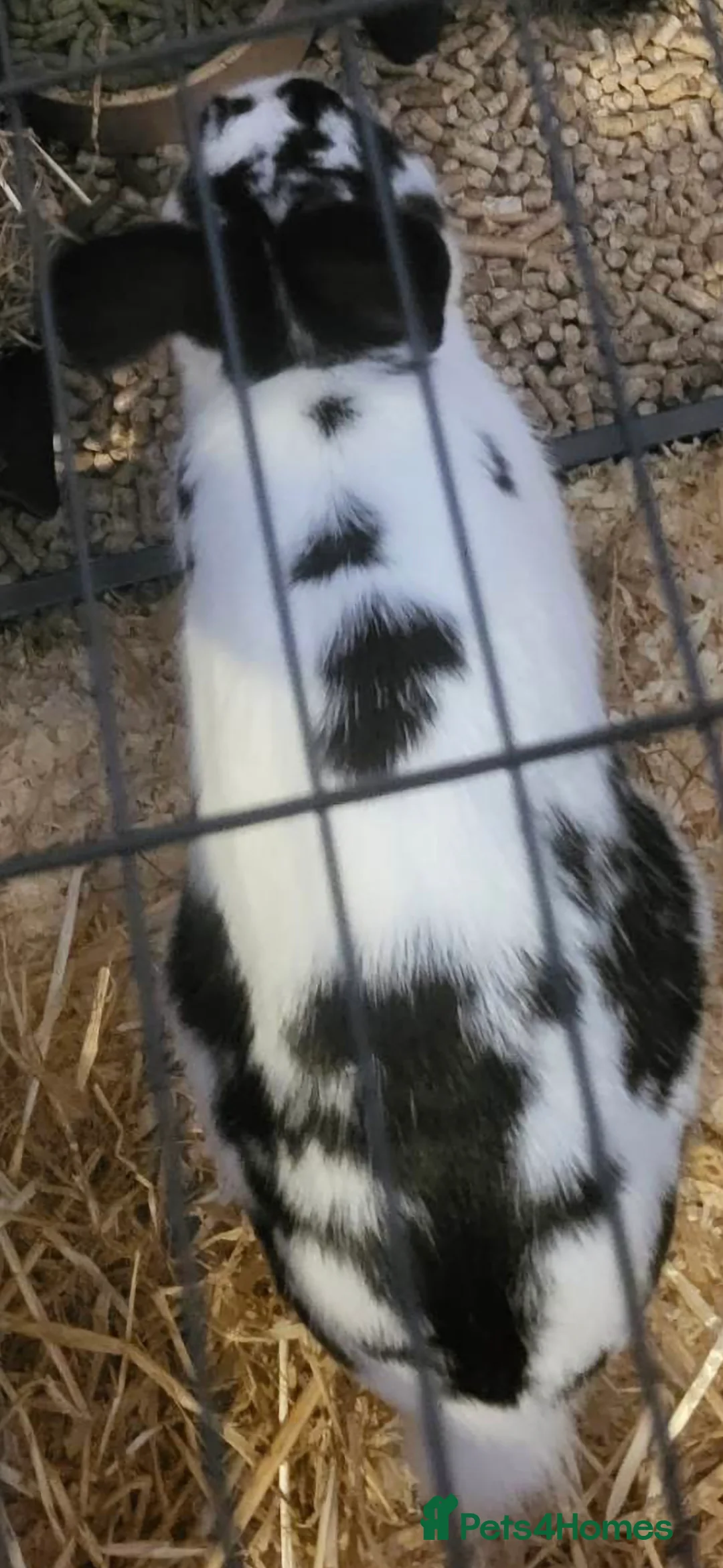 Mixed Breed rabbits for sale: Nala she is spayed  - Advert 2
