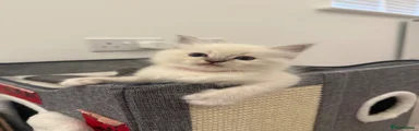Ragdoll 4