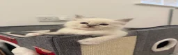 Ragdoll cats for sale: Adorable Ragdoll kittens  - Advert 18