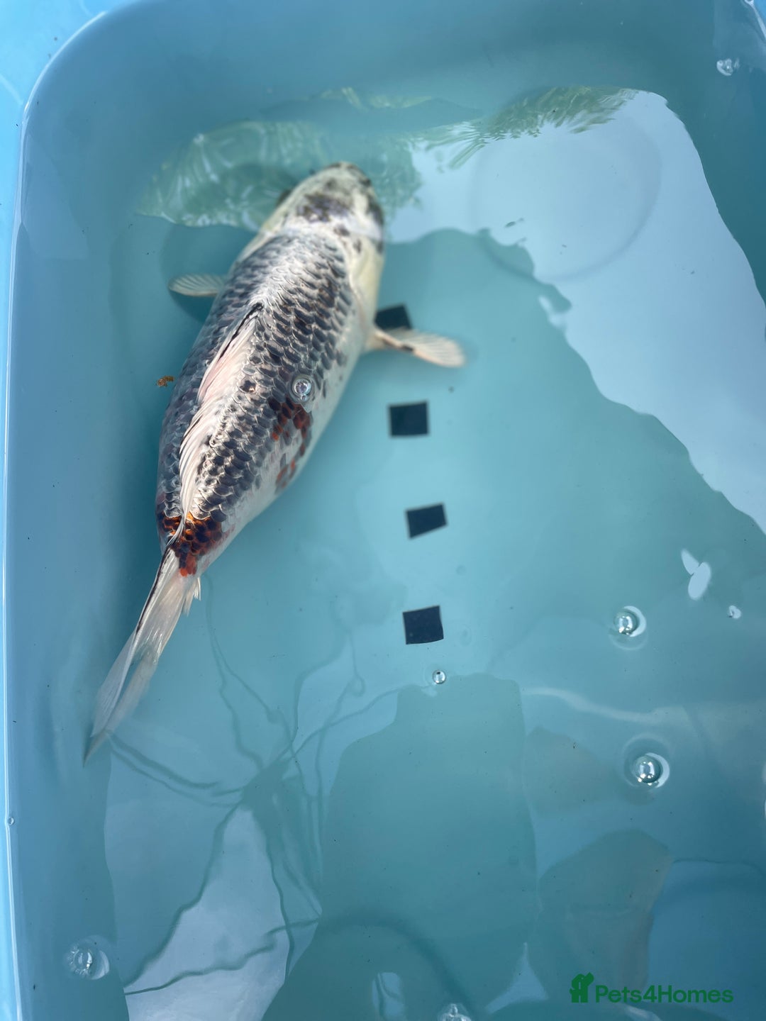 Koi Carp fish for sale: Koi Carp - Image 4