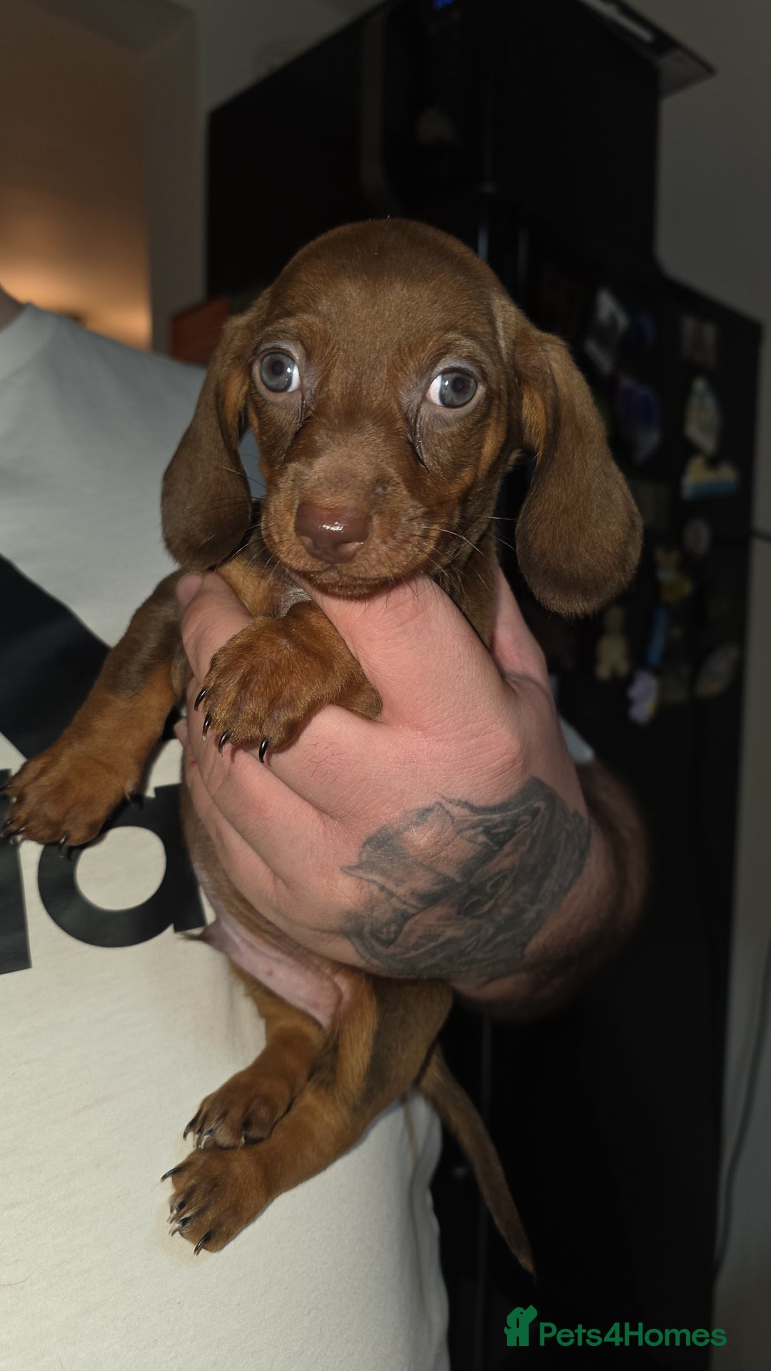 Dachshund dogs for sale: Dachshund  - Advert 5