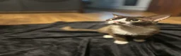Devon Rex cats for stud: ⭐ CHAMPION, PROVEN, CHOCOLATE DEVON REX, REG'ED in Salisbury - Advert 6