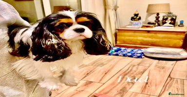 Cavalier King Charles Spaniel dogs - Advert 13