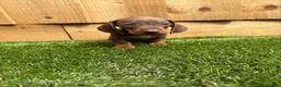Miniature Dachshund dogs for sale: miniature dachshund - Advert 4