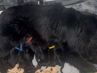 Newfoundland dogs Stunning Newfoundland Puppies Kc Reg 🐾 - Advert 10