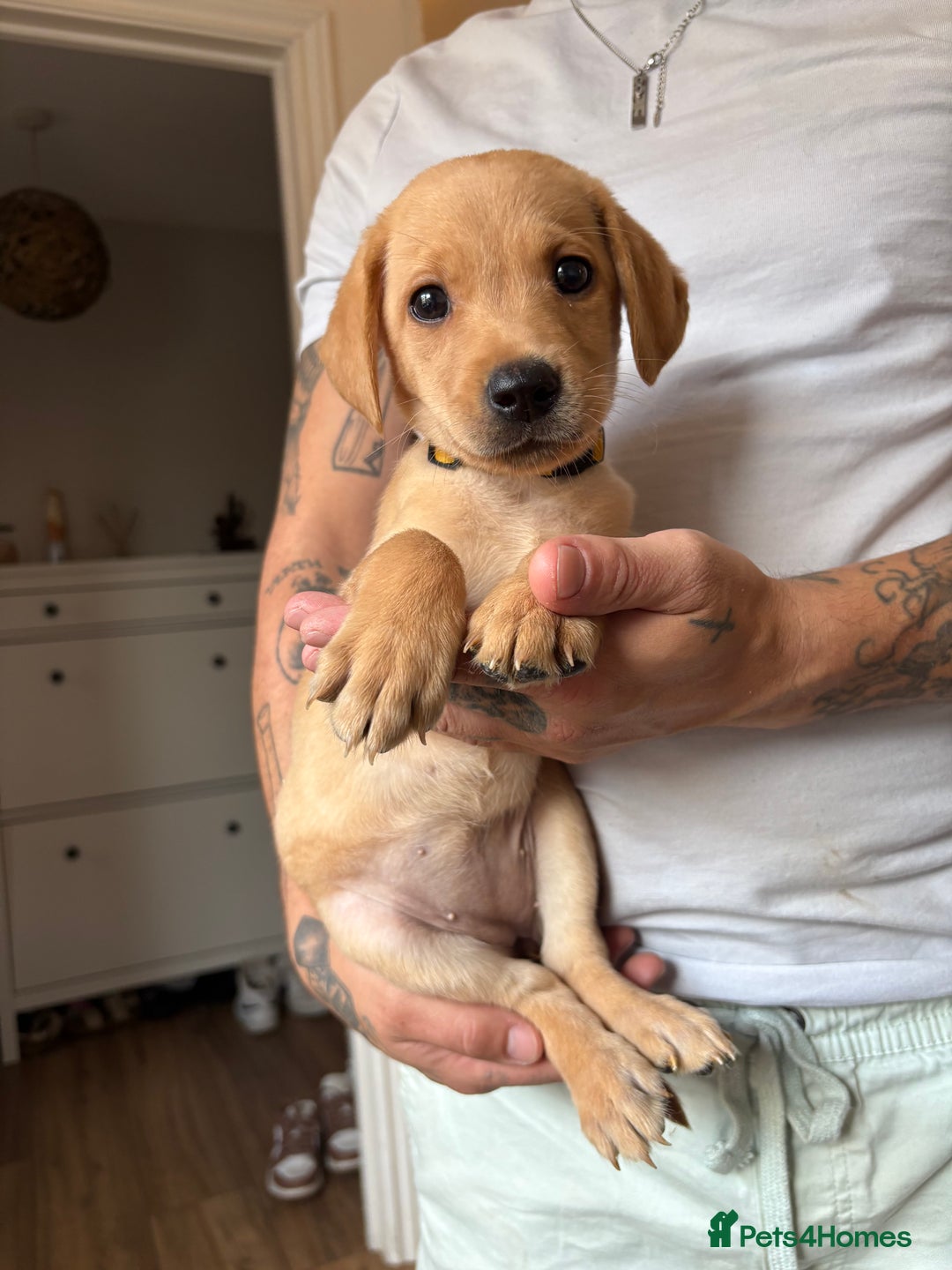 Labrador Retriever dogs for sale: Female Yellow Labrador Puppy  - Image 9
