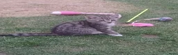 Mixed Breed cats for sale: ADORABLE KITTENS FOR SALE - Advert 13