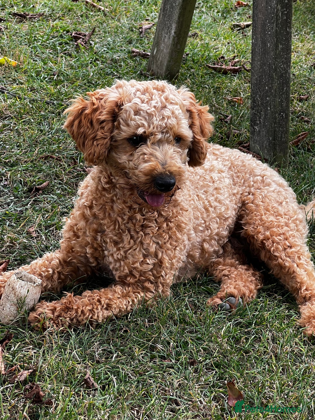 Toy Poodle dogs for stud: KC Registered Red Toy Poodle Fully DNA Tested in Radstock - Image 21